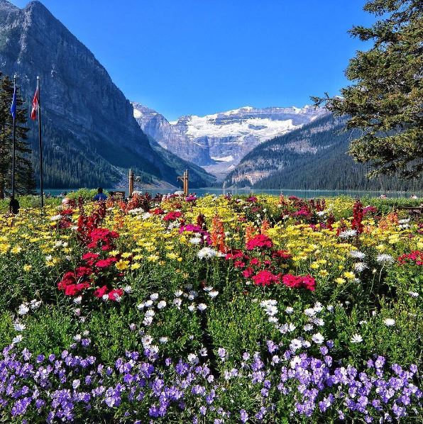 Canada's tweet photo. Wake up and smell the flowers in @BanffNP 📷 @calf1969 #MondayMotivation https://t.co/fLQAbylyTh