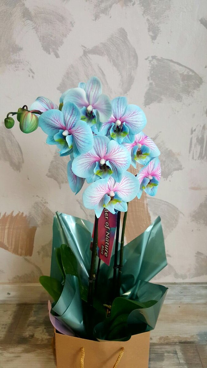 Gemini Floristry tweet media