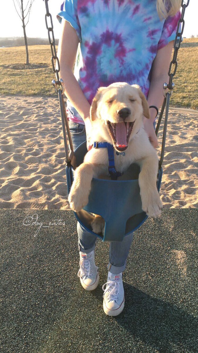 dog_rates's tweet photo. Hopefully this puppo on a swing will help get you through your Monday. 11/10 would push https://t.co/G54yClasz2