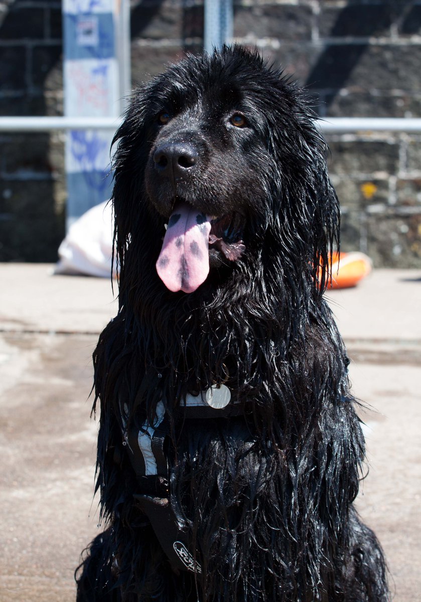 BristolHarbFest's tweet photo. What’s Harbourside without the #Newfoundland dogs taking to the waters of #Bristol harbour #DogsOfTwitter https://t.co/iHxRfYIKox