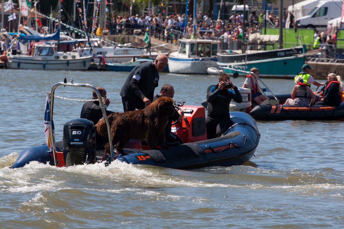 BristolHarbFest's tweet photo. What’s Harbourside without the #Newfoundland dogs taking to the waters of #Bristol harbour #DogsOfTwitter https://t.co/iHxRfYIKox