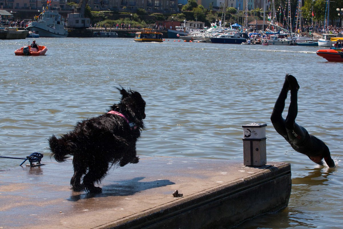 BristolHarbFest's tweet photo. What’s Harbourside without the #Newfoundland dogs taking to the waters of #Bristol harbour #DogsOfTwitter https://t.co/iHxRfYIKox
