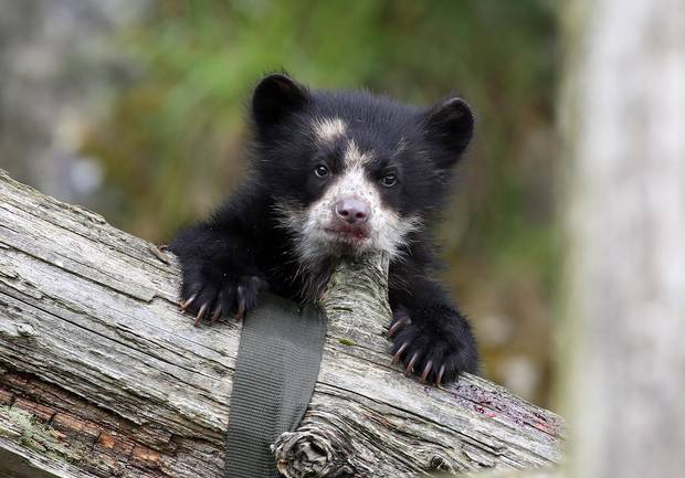 BelTel's tweet image. Belfast Zoo welcomes Andean bear cub Lola 
belfasttelegraph.co.uk/news/northern-…