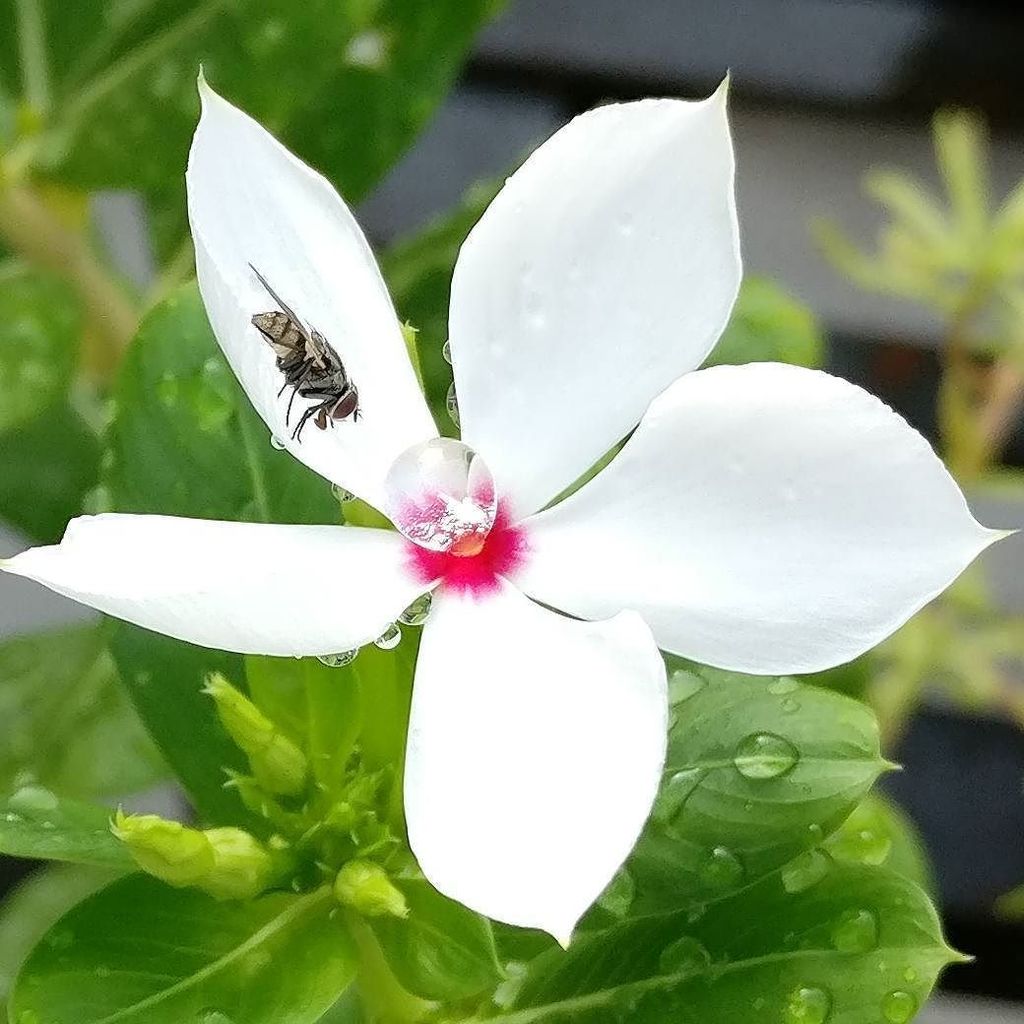 GISSupport's tweet image. @oneplus_india #photooftheweek #oneplusthree #oneplus3 #androidphotography #android ift.tt/29BmTa7