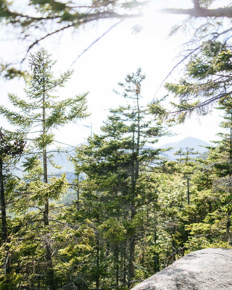 baldelli's tweet image. "The clearest way into the universe is through a forest wilderness" - John Muir #clearest #forest #universe #quote