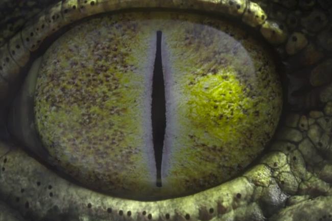 Campaignmag's tweet photo. Ad of the day: Animals transform into athletes in @BBC's #Rio2016 spot https://t.co/pNJrBNTyrs by @RKCR_YR https://t.co/NolGke59tD