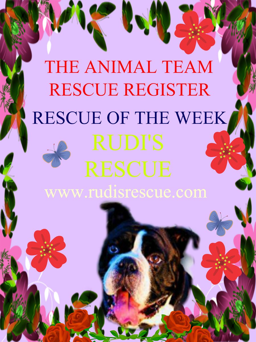 The_Animal_Team's tweet photo. Amazing Rescue have a peek at the https://t.co/AEIvWlqhRd all #Dogs can be rehomed Nationally so take a peek #adopt https://t.co/R10mX0Omhr