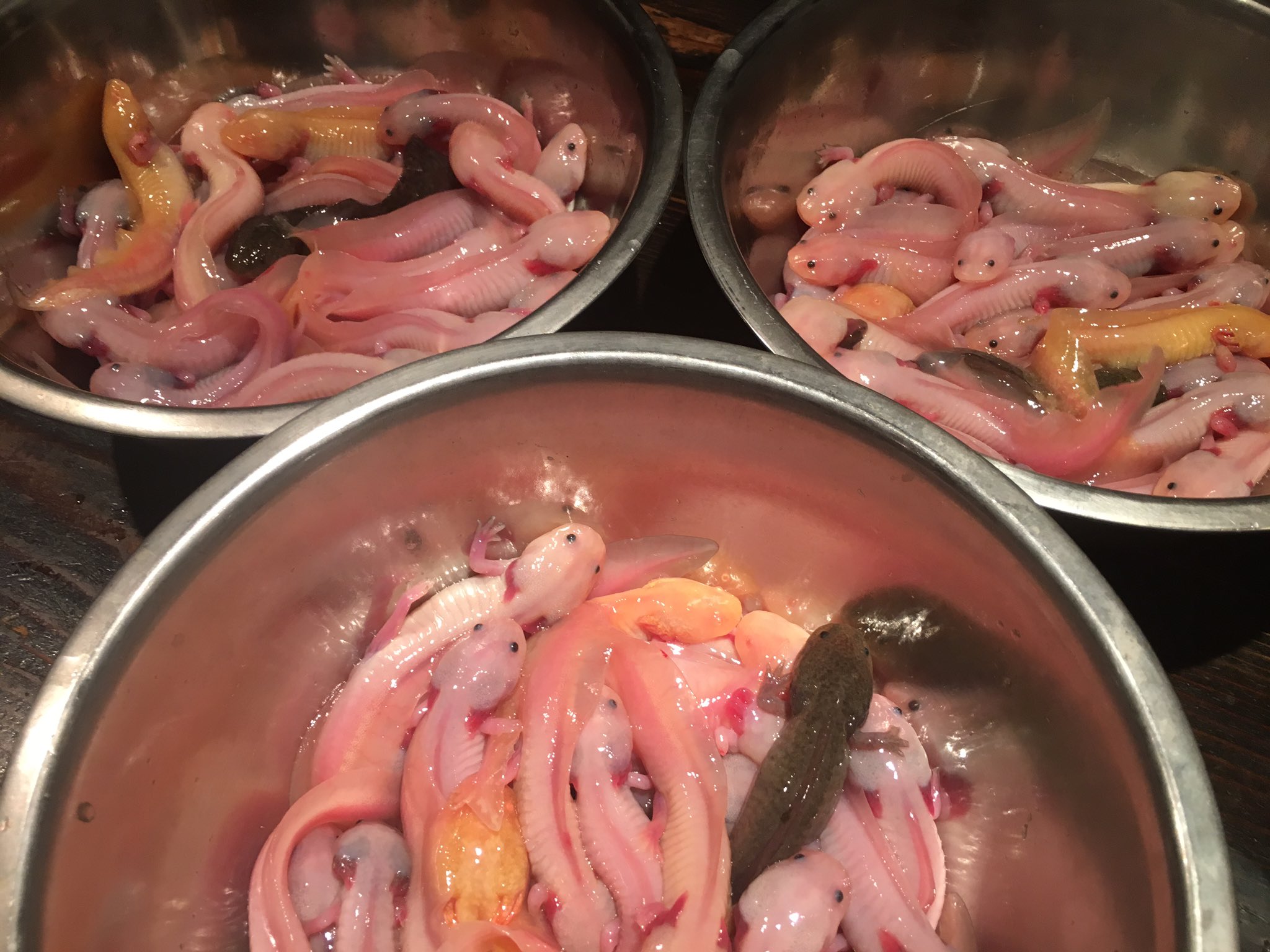 Twitter 上的 珍獣屋 食用ウーパールーパー大量入荷 数年前まではウーパールーパーが食べられるお店は数軒ありましたが 今現在は日本で珍獣屋でしか 食べられません 前日までにお席のご予約をされた方のみ注文ができる限定品となりますのでご注意下さい 珍獣屋