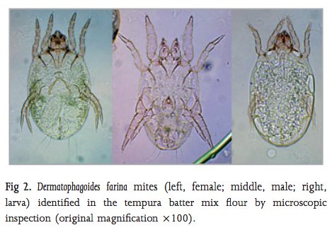 housedustmite's tweet photo. Reminder: Keep opened wheat flour in the 'fridge or freezer to stop house dust mite infestation. https://t.co/r5Hi1Xsy0h