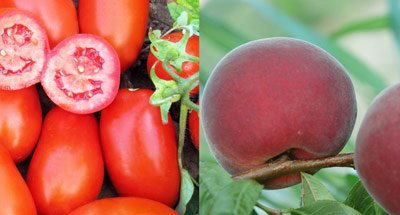 totheshelf's tweet photo. The ranking of #EuropeanUnion countries in #fruit and #Vegetables production in 2015:Read on https://t.co/zHnGHK8pHZ https://t.co/QKVlLUbbVe