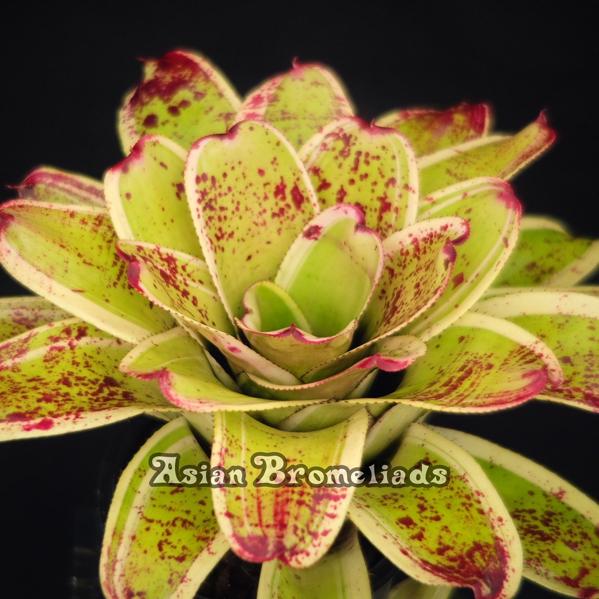 AsianBromeliads's tweet photo. Neoregelia Inkwell (albo.)

#Bromeliads #Neoregelia #AsianBromeliads #Exportplants https://t.co/w5yJ94zOE5