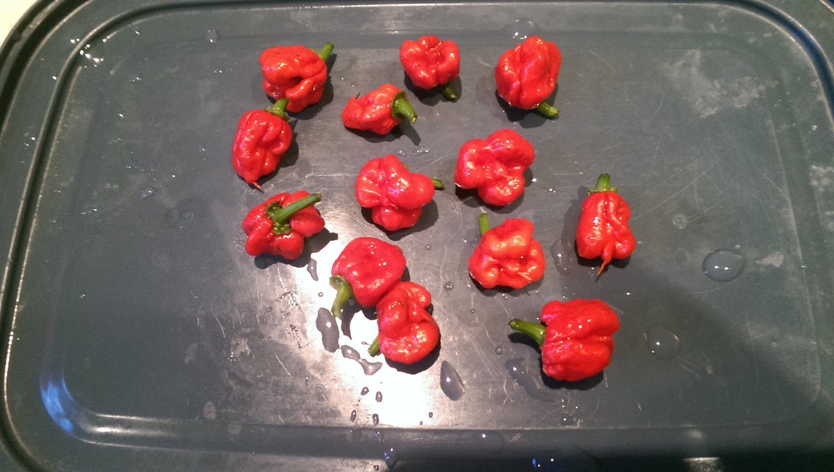 vargaborka's tweet photo. First harvest - 13 mini reapers #carolinareaper #chili #pepper #capsaicine #gardening #hotpepper #organicfood #spicy https://t.co/t9kgWKewqA