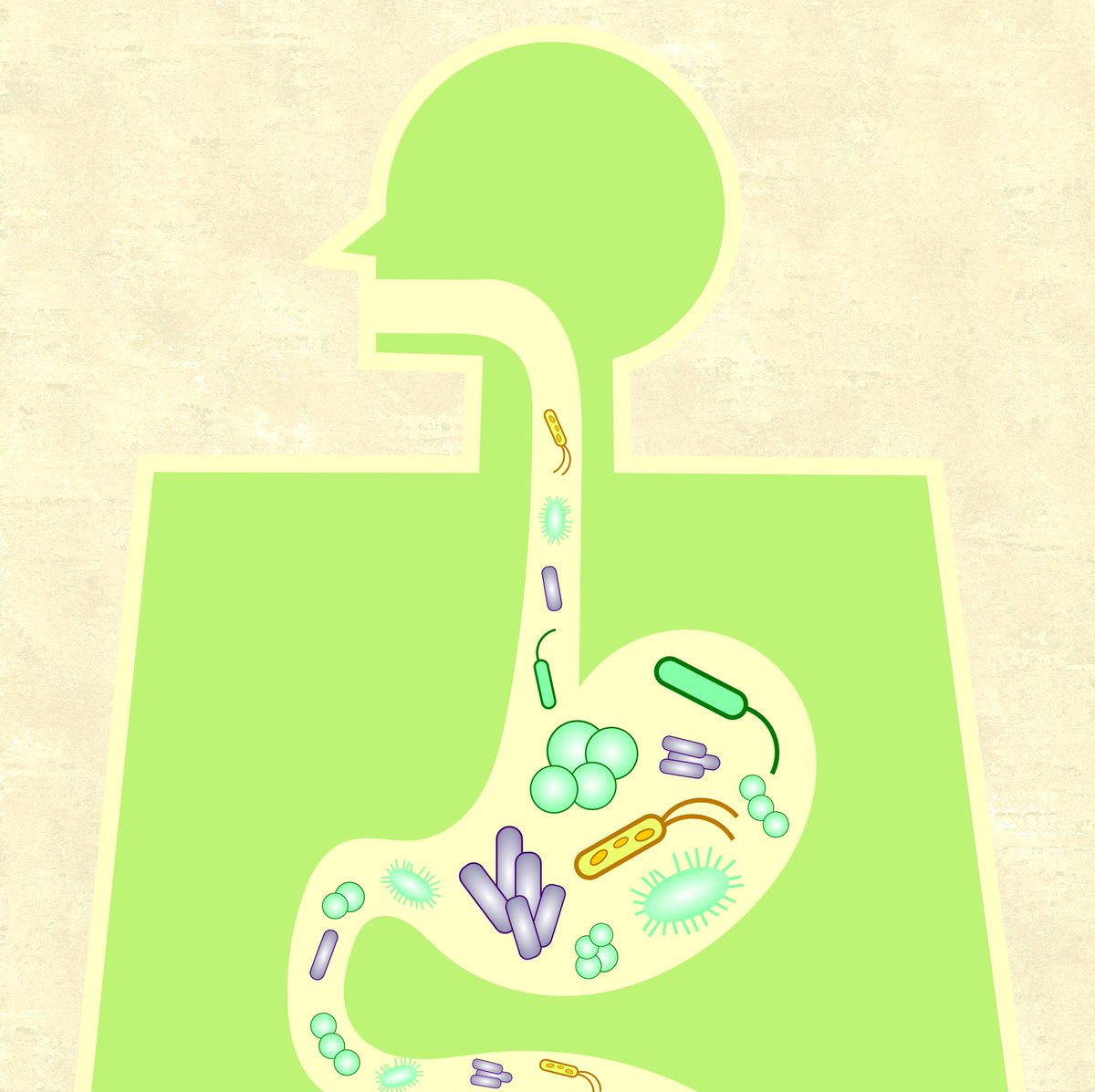 futurehealthma's tweet photo. A #healthy gut has many #health benefits. Learn about your #microbiome and #probitics here!
https://t.co/EGR87oNCFk https://t.co/kNFwHZI5BT