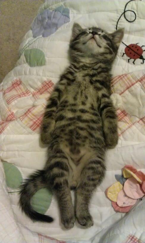 Pics of Cute Cats (@picsofcutecats) on Twitter photo 