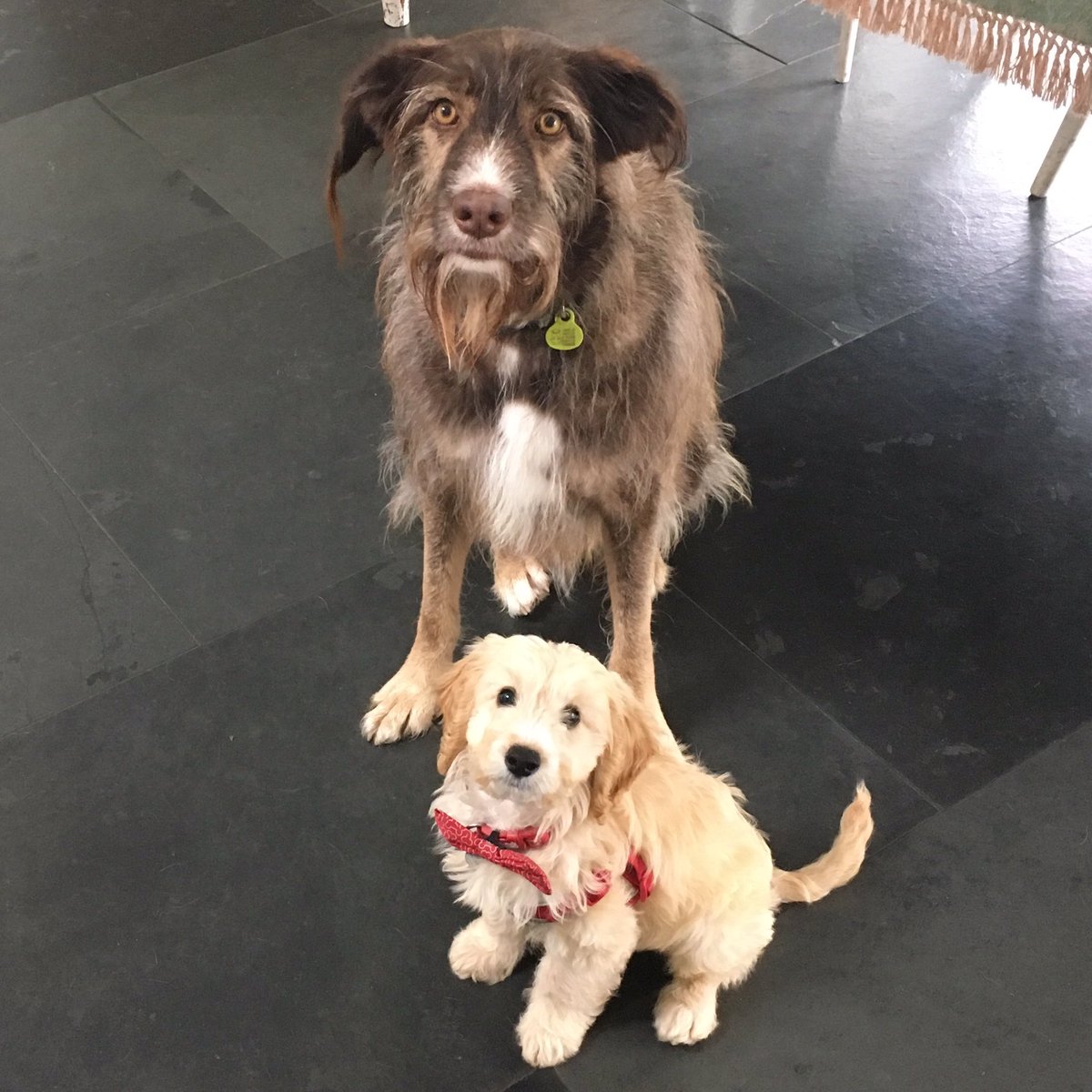 ozithecockapoo's tweet image. Been off making new friends this morning. This is Charlie, a rescue dog from Spain with a very sad story