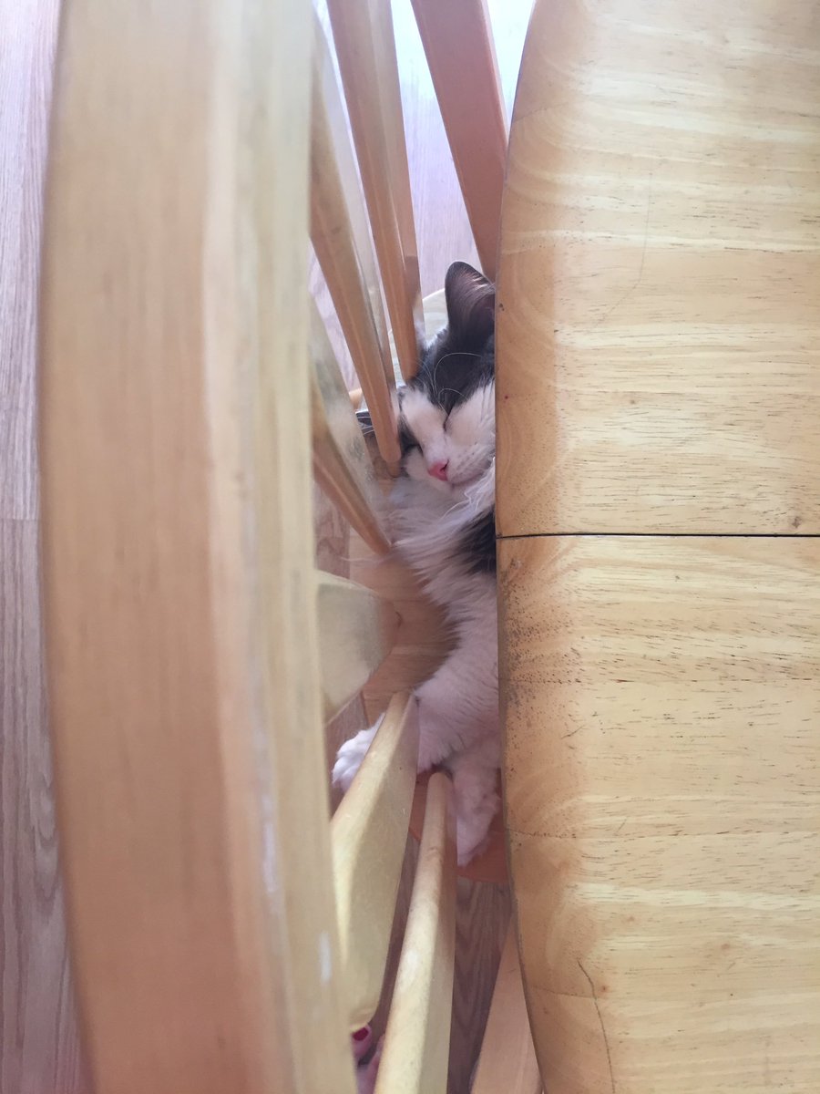 CatChengery's tweet photo. #monday #wishiwassleeping https://t.co/4QGEuEOZdu