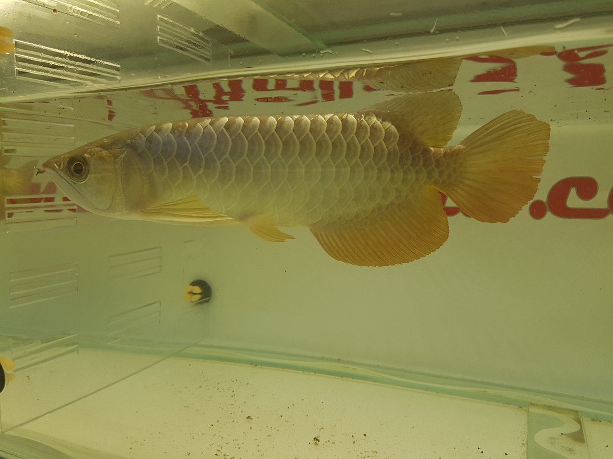 planetarowana's tweet image. 