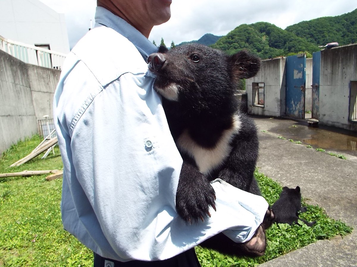 樋口 憂 Di Twitter 阿仁熊牧場 くまくま園 の赤ちゃんたち 1 どうしても抱っこが良いの 2 牧場長さんにぶら下がりん 3 シンクロナイズの練習中 指先まで演技する 4 さけーんでみぃーろ x エックス ツキノワグマ 樋口 憂 Di Twitter 阿仁熊牧場 くまくま園 の赤ちゃんたち 1 どうしても抱っこが良いの 2 牧場長さんにぶら下がりん 3 シンクロナイズの練習中 指先まで演技する 4 さけーんでみぃーろ x エックス ツキノワグマ