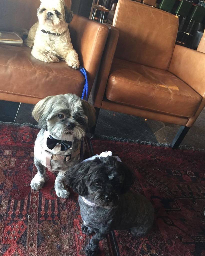 Life is good #alexandersuitestelaviv #shitsu #love my life