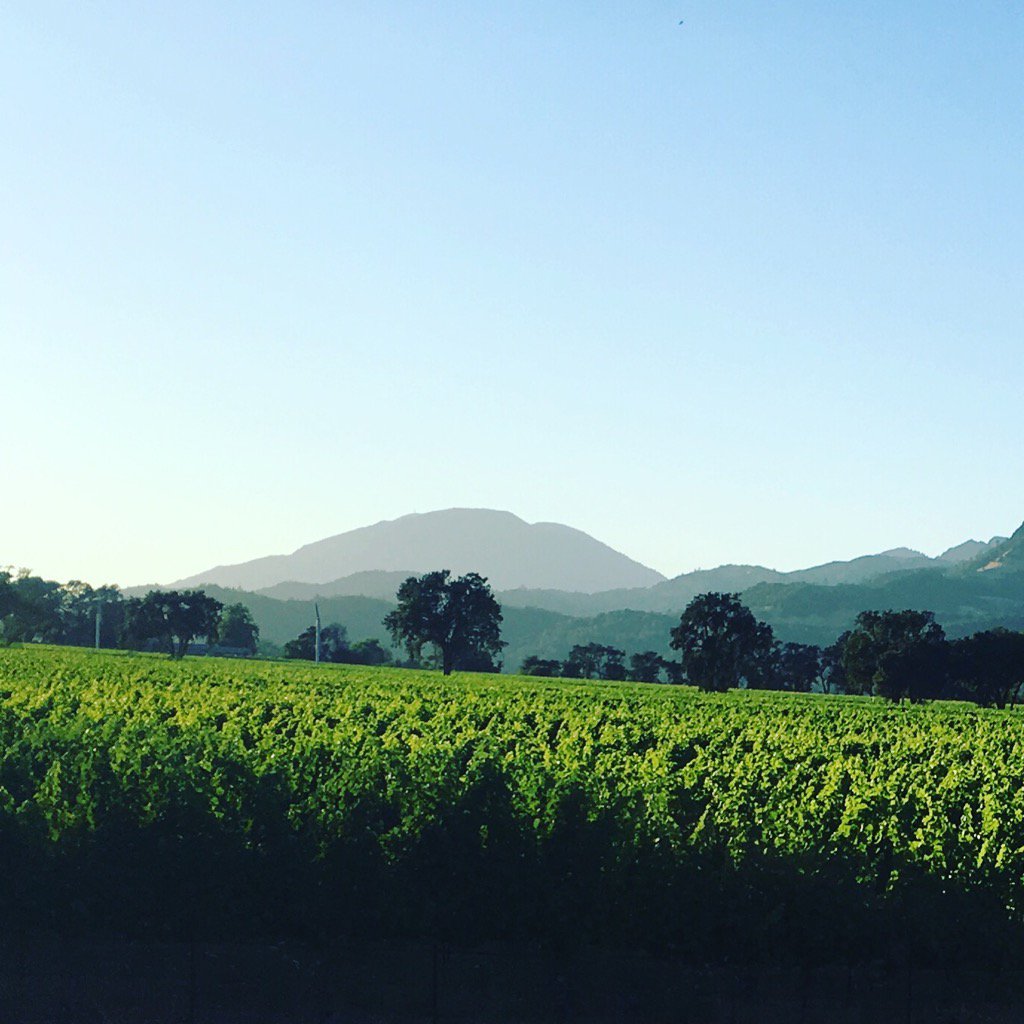 Napa Valley view <a href="/winetrain/">Wine Train</a> #noblehousehotels #startliving #dinewinetrain