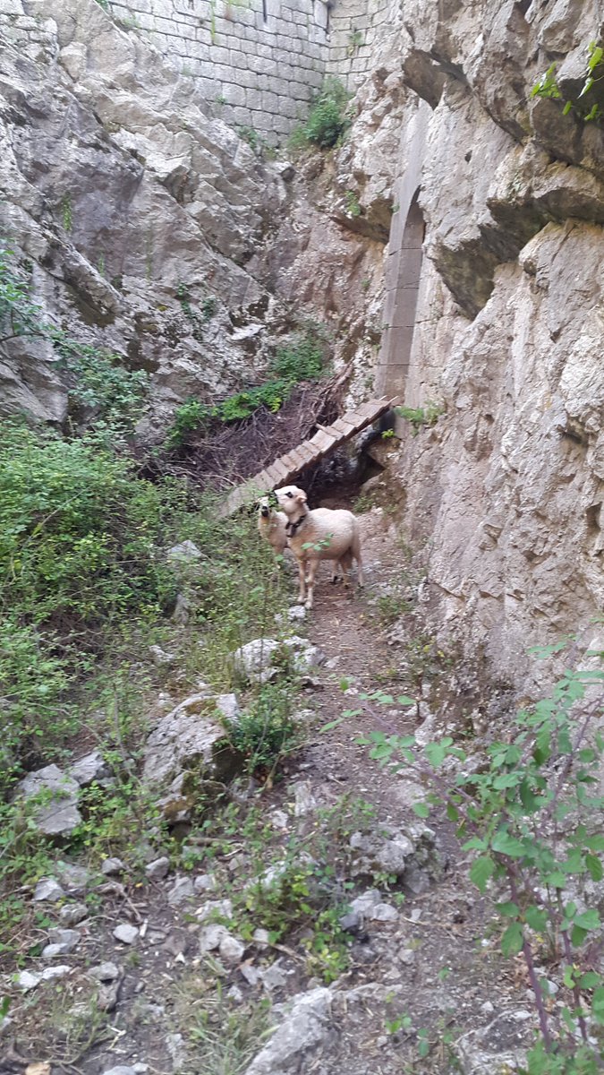 On a retrouvé nos moutons à la bastille de #Grenoble ! Partagez vos photos de moutons ;-) #sheepmoment #concours