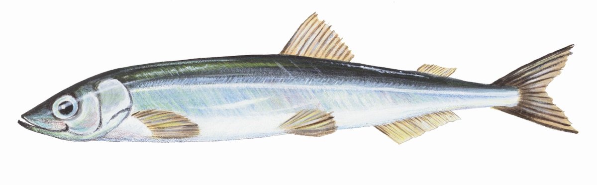 Our scientists are checking Bellevue Beach daily -no sign yet of capelin eggs or adults #CapelinRoll2016 #DFOScience