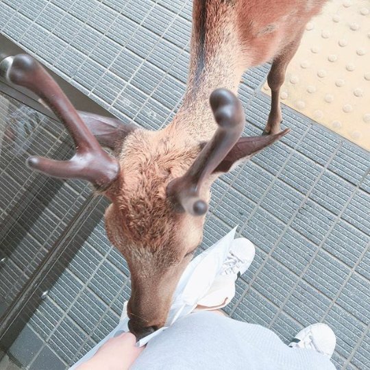 ปันเน่ (CHANYEOL's) tweet media