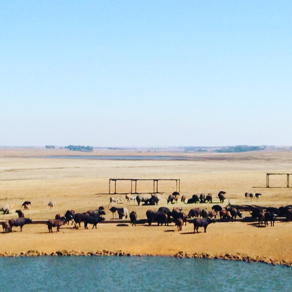 radnortrip's tweet photo. Found some Wifi in Kruger! It's by the #buffalo #zebra #rhino #ostrich #kudu https://t.co/c5PFrV2a5R
