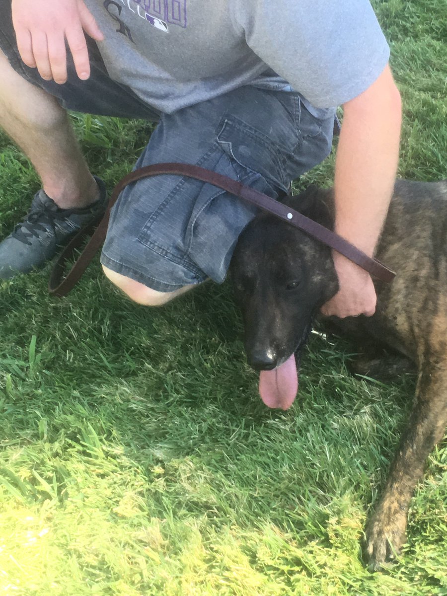 LodiPD_K9's tweet photo. K9 Cabo chillin with Officer Carillo in between sessions at training today.   He got a workout today! https://t.co/NeuTnzRDHk