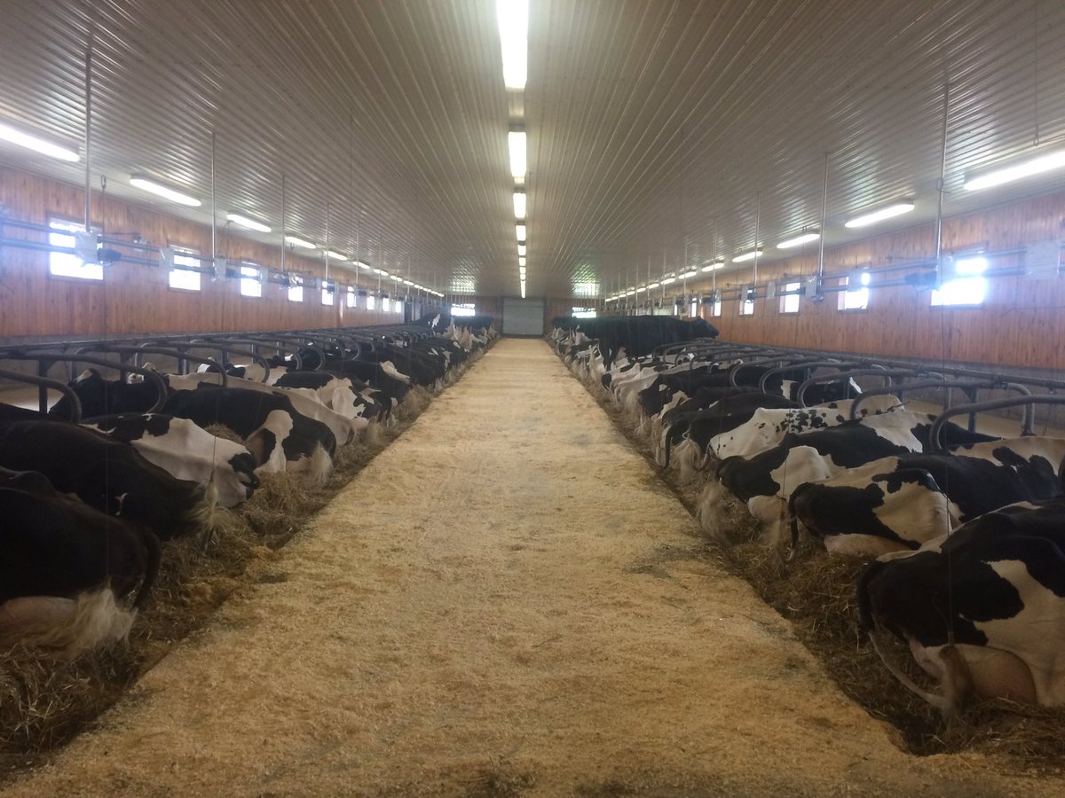 jeffwinterbay's tweet photo. DFC tour yesterday. 79 out of 84 cows resting before Eastgen tour today https://t.co/MHrFjePryD