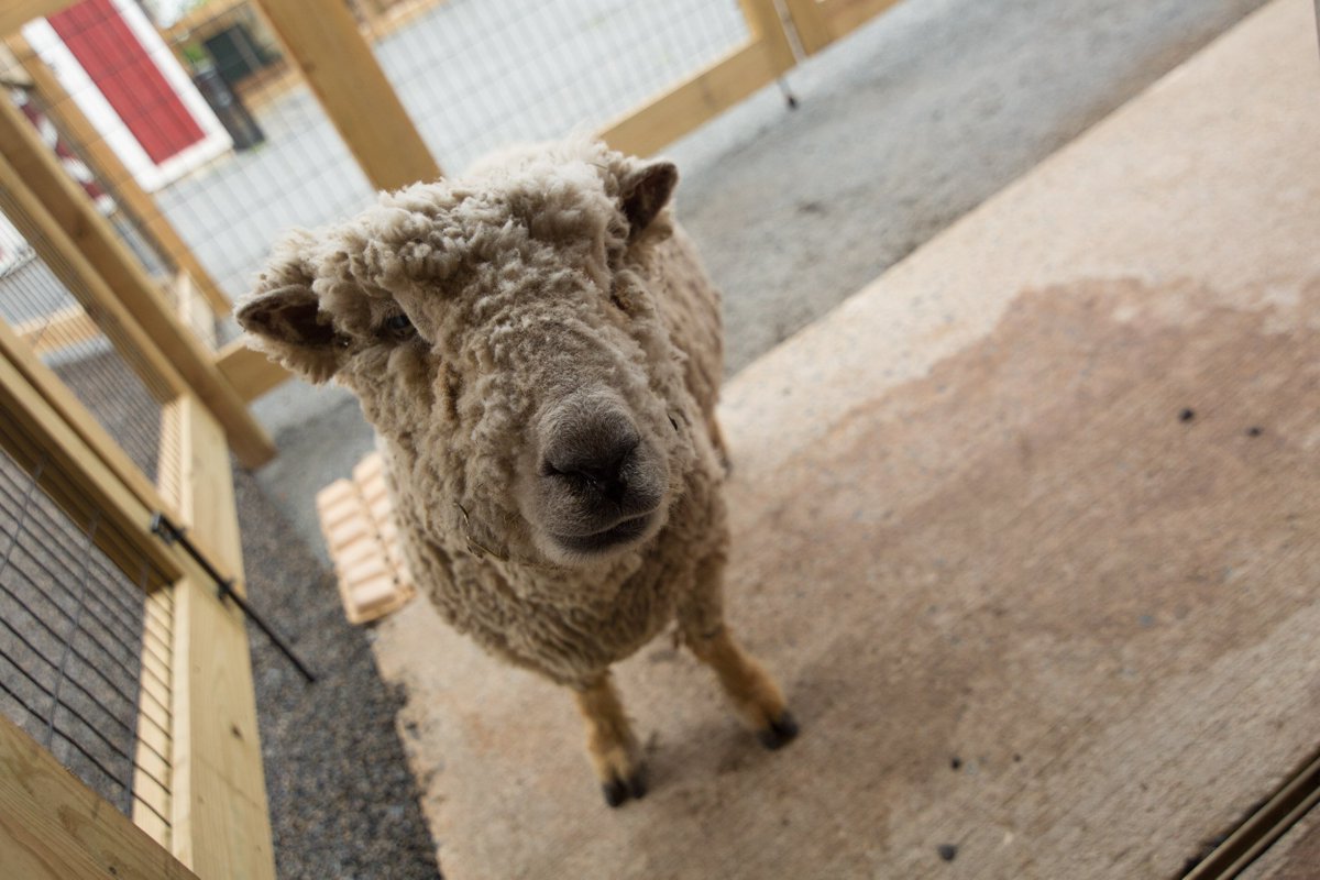 Heifer's tweet photo. #Fact : The average #sheep produces 15 – 30 lbs of wool per year! https://t.co/bdF0JaCtnA https://t.co/HK6YPgvjwD