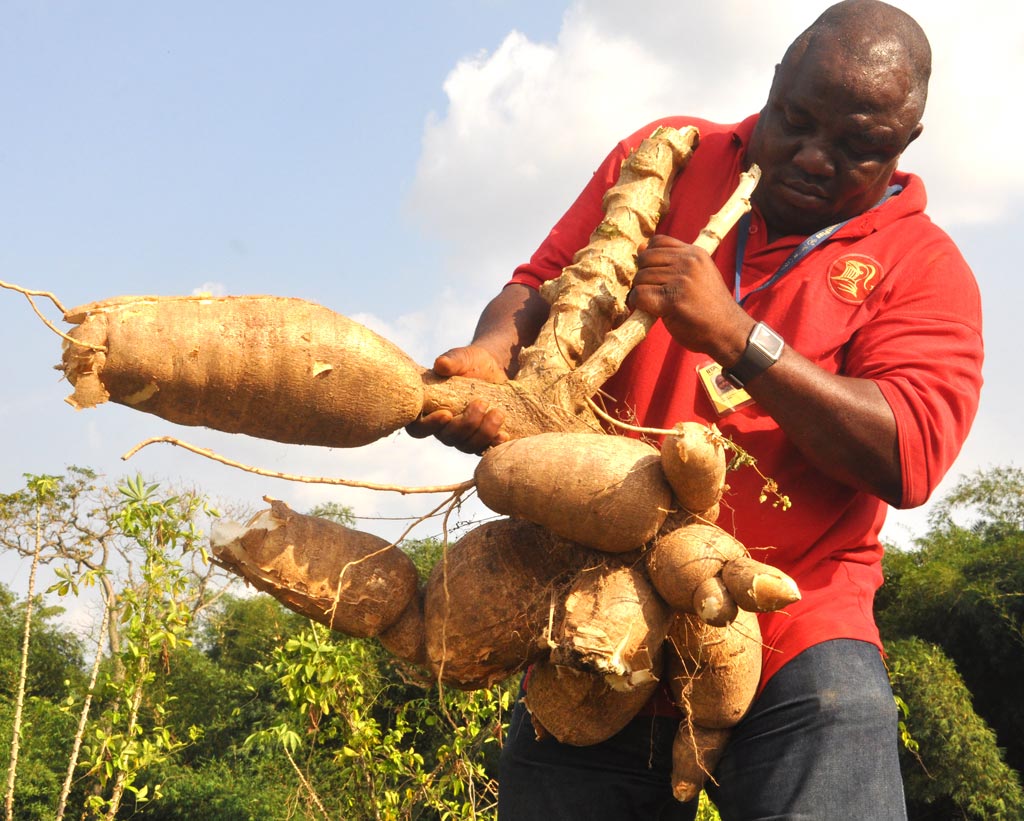 IITA_CGIAR's tweet photo. Genetic fingerprinting reveals secrets of #cassava varieties grown in #Ghana https://t.co/lGJ1XtimgS @RTB_CGIAR https://t.co/7Kg2sguNs2