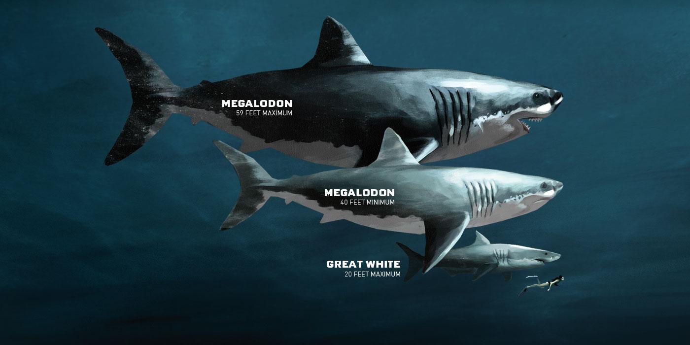 Biggest Shark Ever Megalodon