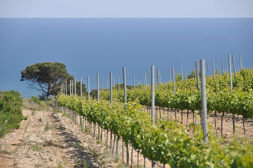 Discover the Alella Wine Route,  the smallest and most ancient Catalan DO enoturismedoalella.cat  <a href="/DOAlella/">DO Alella</a>