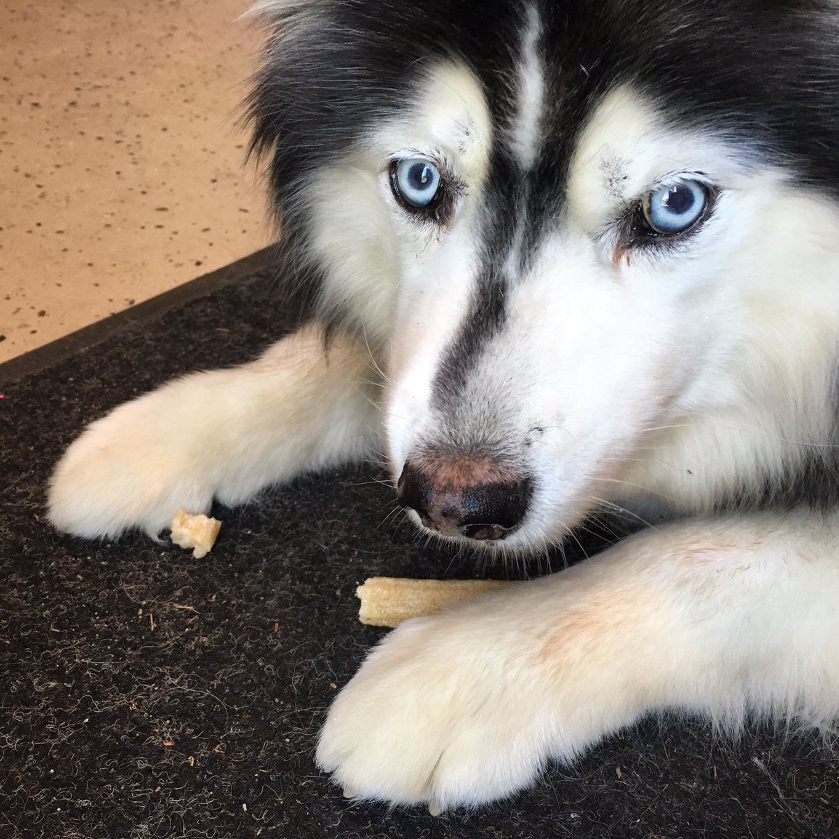propoolnh's tweet photo. Mishka enjoying @chewhdc Himalayan Cheese Yaky Churrro. Get em @propoolnh #himalayanface #whatdoestheyaksay https://t.co/IJTpk7yRuI
