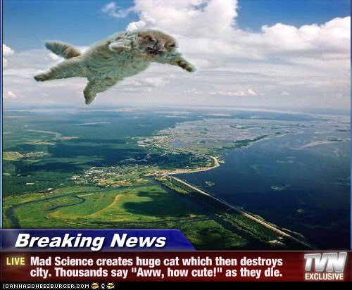 These Breaking News cat memes are hilarious! #11 the Justin Bieber one is my fav bit.ly/1SFiZgH