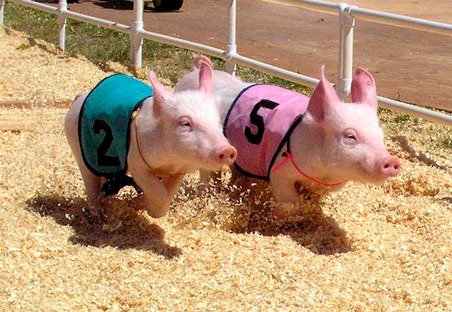 KCCouncil's tweet photo. King County Fair opens Thursday. Go enjoy the oldest county fair west of the Mississippi! https://t.co/RFeOUe9vvh https://t.co/W8QiMnFDjJ