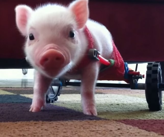 sarakaysen_'s tweet photo. Nell'uno e #nellAltro c'è la stessa voglia di vivere. "La vera disabilità è nell'anima che non comprende" 🐷❤🐶 https://t.co/Kt1ERQkKot