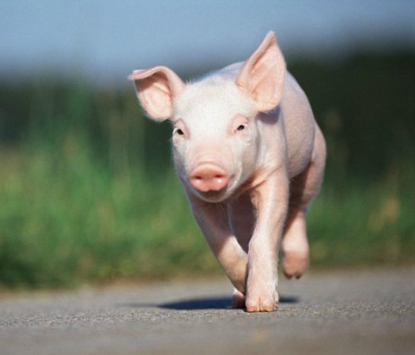 sarakaysen_'s tweet photo. Nell'uno e #nellAltro c'è la stessa voglia di vivere. "La vera disabilità è nell'anima che non comprende" 🐷❤🐶 https://t.co/Kt1ERQkKot