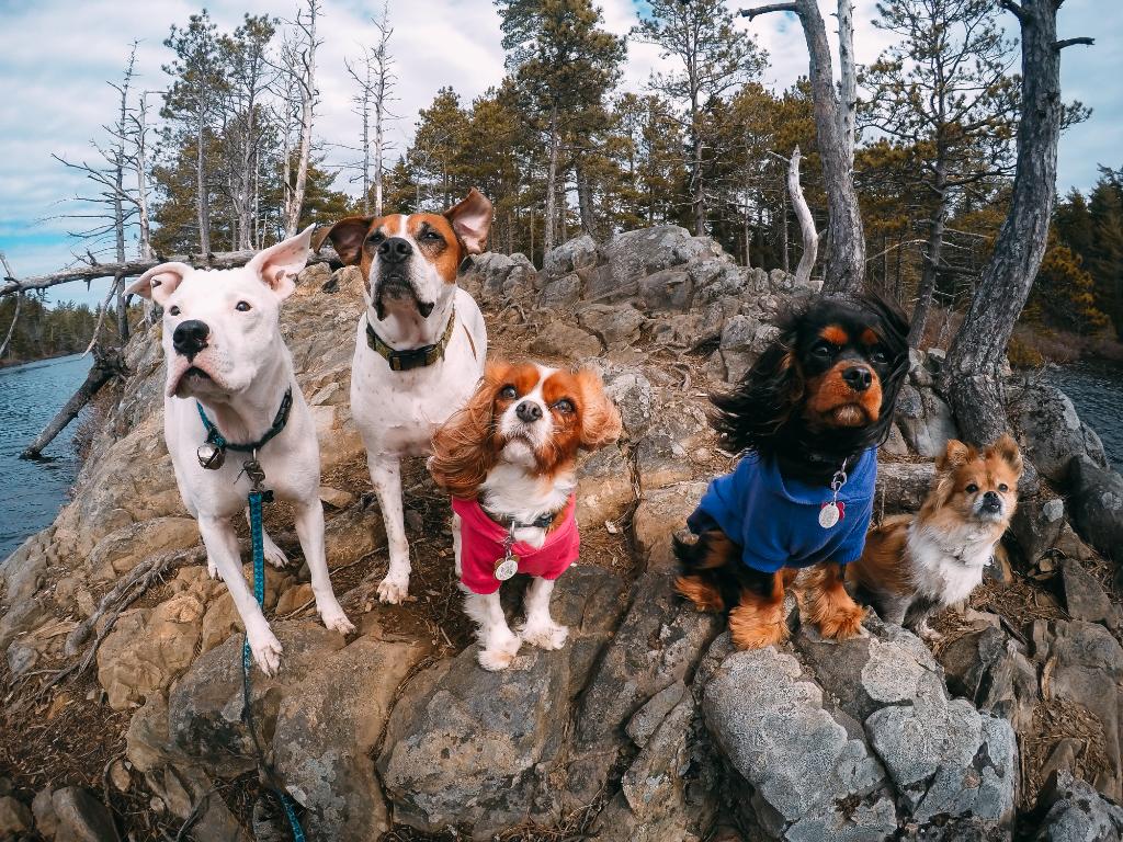 GoPro's tweet photo. Photo of the Day! "So...what's up with the treats?" Sarah McManaman has the squad lined up #GoPro #GoProPets #🐶 https://t.co/npMXIx8Dok