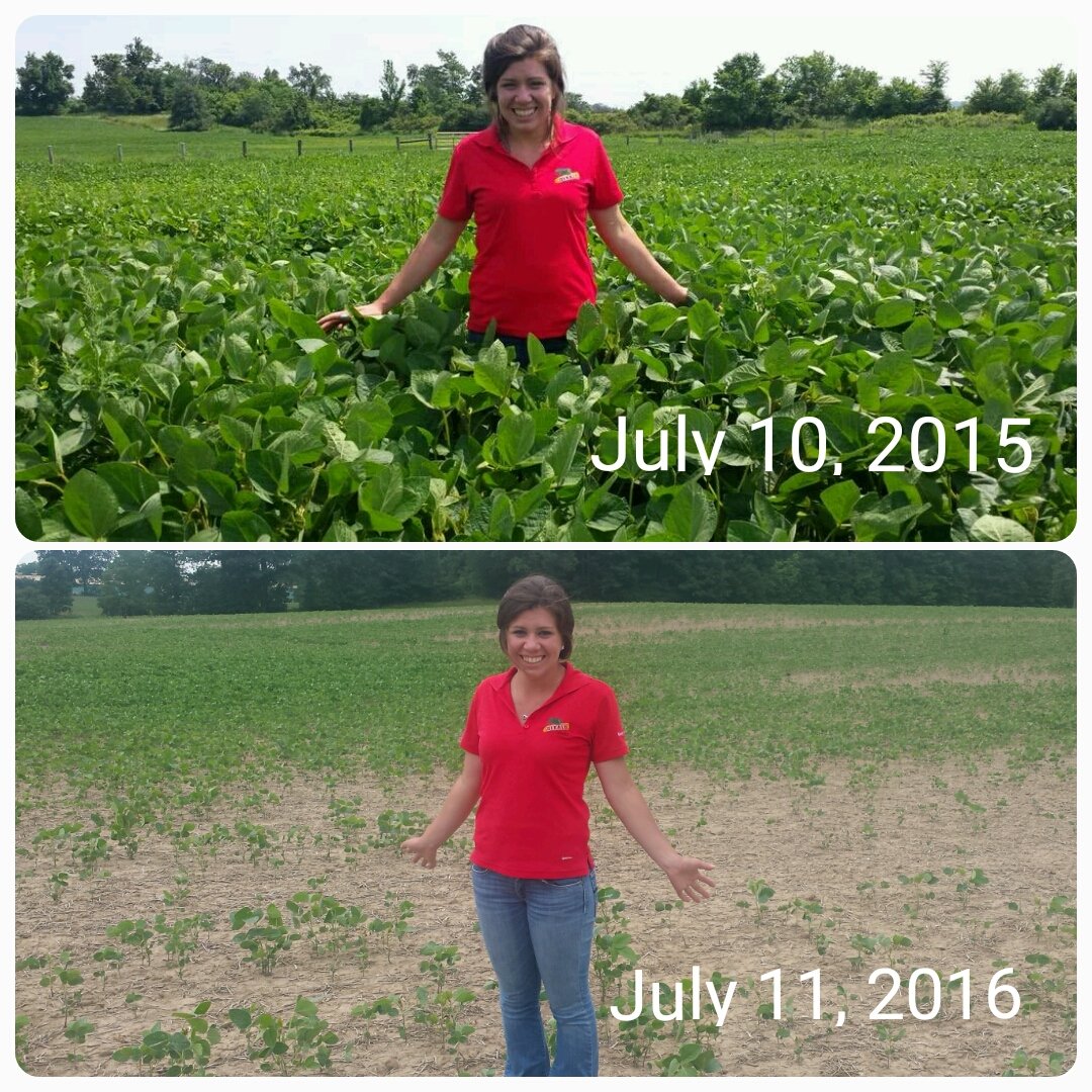ClarkAgri's tweet photo. #drought16 in Niagara is worse than you think... top 2015, bottom same time 1 yr later #rainmakesgrain https://t.co/G9tTLtlHhI