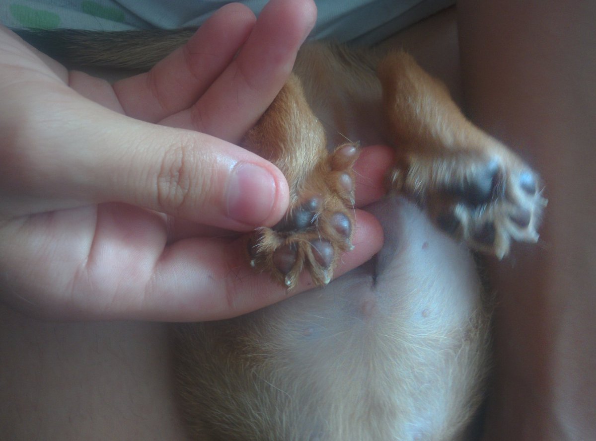 AdvyStyles's tweet photo. Para los que decían que mi cachorrito no salió con seis dedos :) https://t.co/ipzFKKvH6C