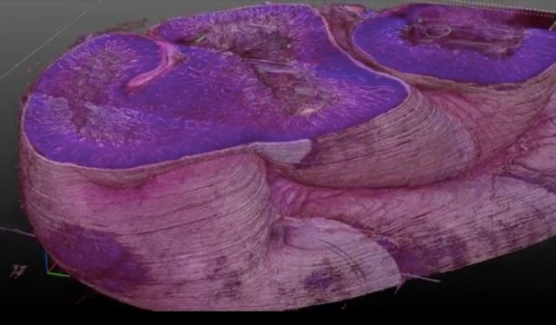 TechCrunch's tweet photo. 3Scan raises $14 million for a robotic microscope that could accelerate drug discovery https://t.co/hcx2Bki0qI https://t.co/JvxwtSuDbZ