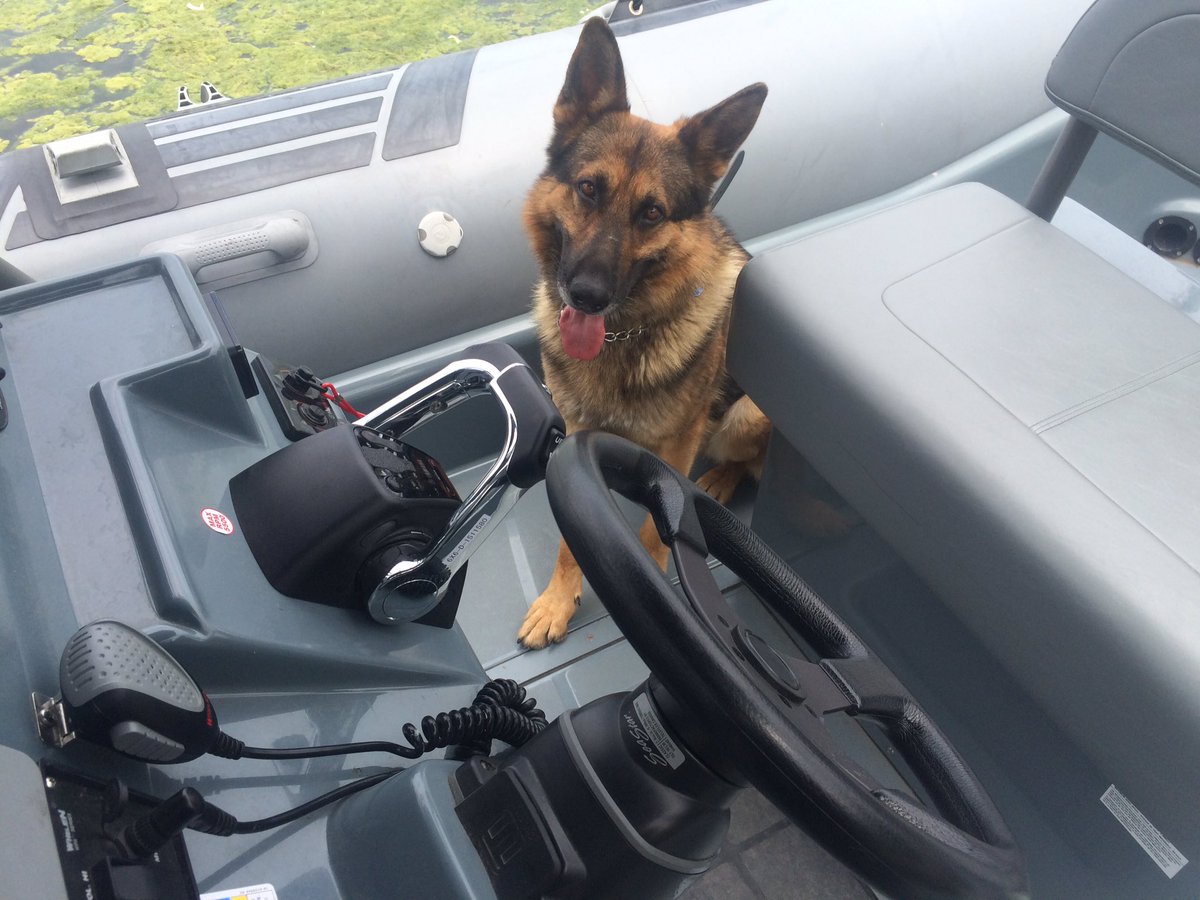 HPSCanine's tweet photo. Hey @HPSMarine #PSDScout wants to drive the new boat. Too hot to train today! https://t.co/maoXs7fs64