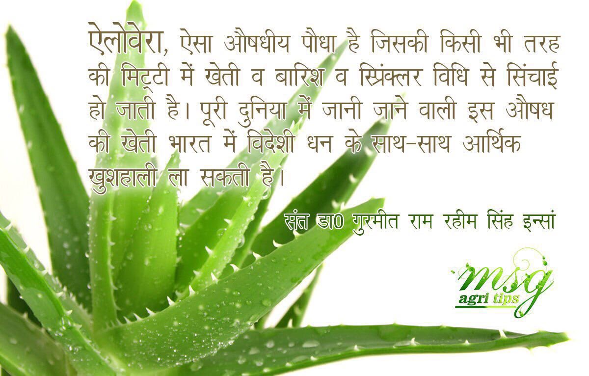 Gurmeetramrahim's tweet photo. #MSGsaysHardwork किसान को चाहिए कि खेतों में बुआई,कटाई,बीजाई करने से पहले भग्वान को याद करे व कड़ी मेहनत करे https://t.co/TUvPHXEwpL