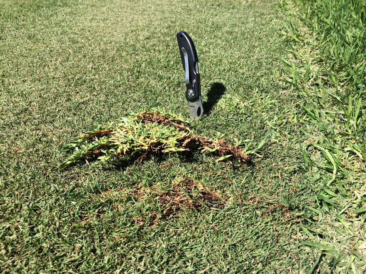 scotdey's tweet photo. Spring Pre-emerg app keeping #Kikuyugrass stolons floating = easier to remove from Bermuda tee edges #Phase1 https://t.co/vFca9ZsQlu