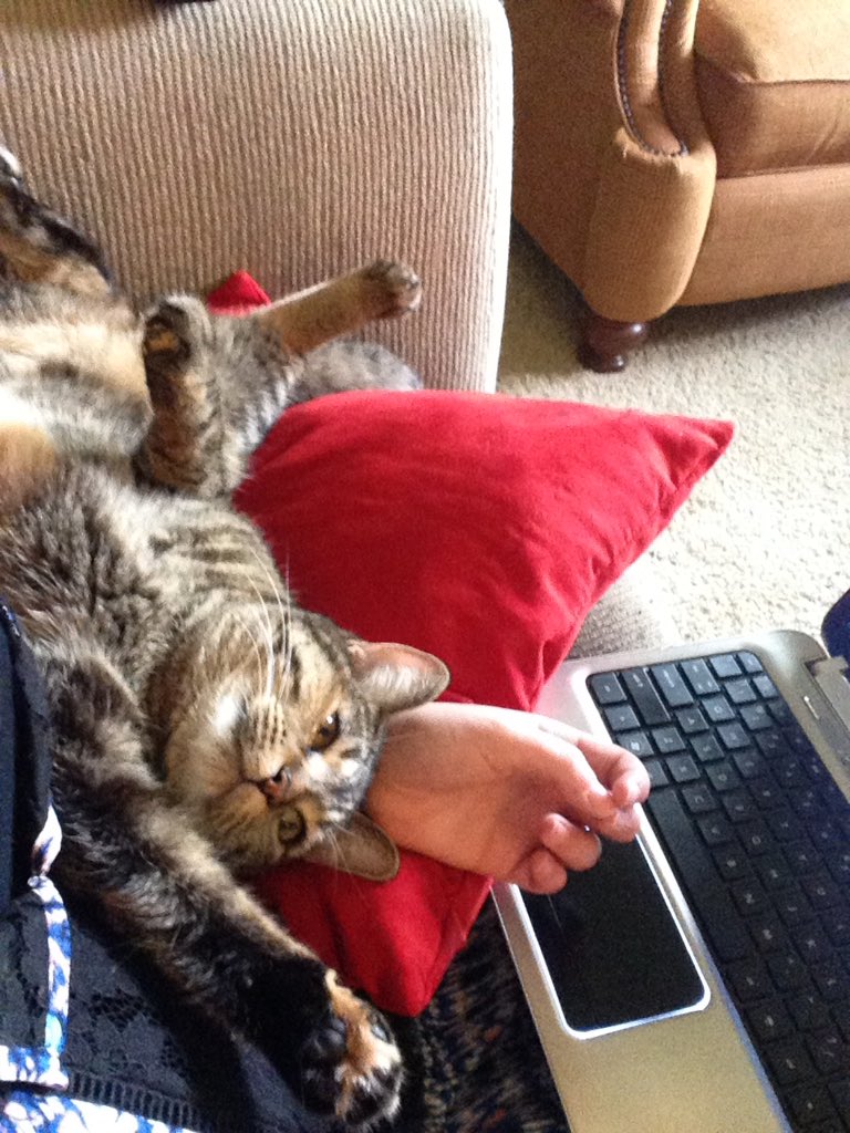 SheaGoe's tweet photo. No, Hooman. Don't apply for jobs. Let me lay on your arm instead. https://t.co/sUPh36z0gM