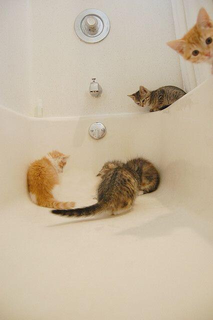 Kittens exploring the bath tub.