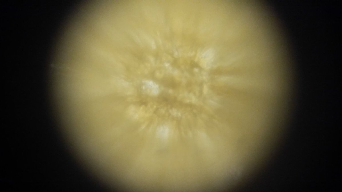 Ms_Nakashima's tweet photo. Just turned my phone into a microscope! Ahhhh! #SSEAT16 #microSTEM #technology #STEAM @SmithsonianScie #MDUSDchat https://t.co/0D4PQnU8Lt