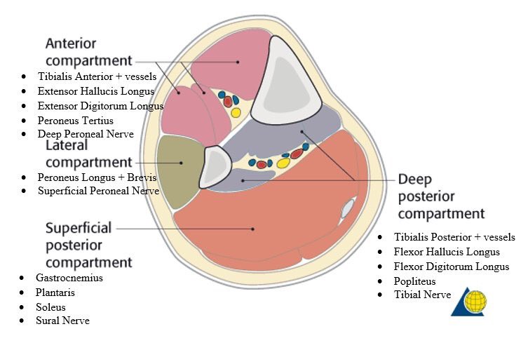 compartments of leg and thigh compartments of leg and thigh